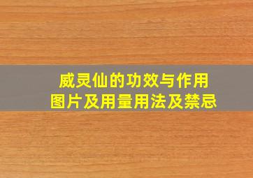 威灵仙的功效与作用图片及用量用法及禁忌