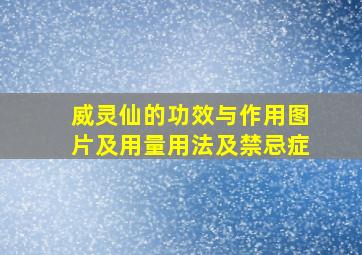 威灵仙的功效与作用图片及用量用法及禁忌症