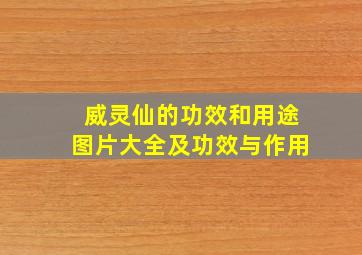 威灵仙的功效和用途图片大全及功效与作用