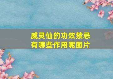 威灵仙的功效禁忌有哪些作用呢图片