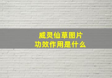 威灵仙草图片功效作用是什么