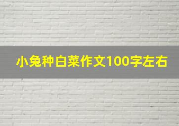 小兔种白菜作文100字左右