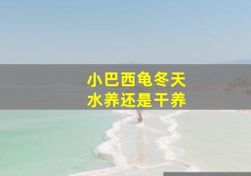 小巴西龟冬天水养还是干养