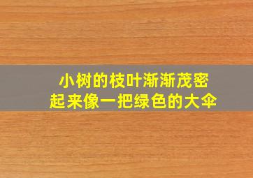 小树的枝叶渐渐茂密起来像一把绿色的大伞