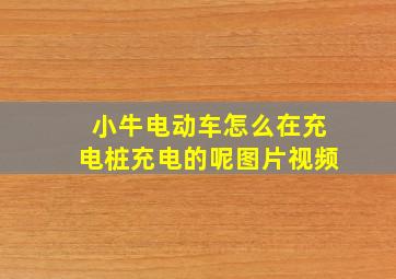 小牛电动车怎么在充电桩充电的呢图片视频