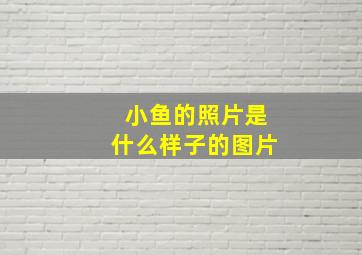 小鱼的照片是什么样子的图片