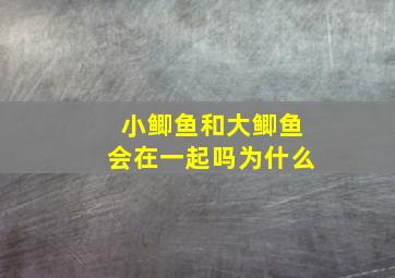 小鲫鱼和大鲫鱼会在一起吗为什么