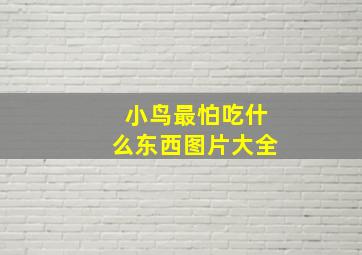 小鸟最怕吃什么东西图片大全