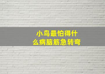 小鸟最怕得什么病脑筋急转弯