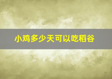 小鸡多少天可以吃稻谷