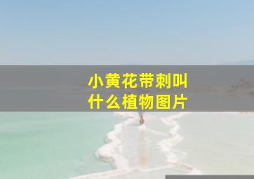 小黄花带刺叫什么植物图片