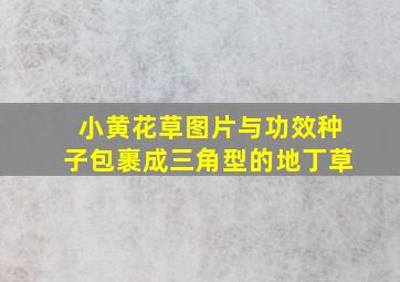 小黄花草图片与功效种子包裹成三角型的地丁草