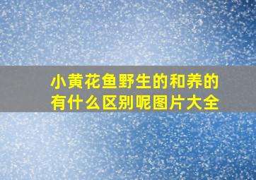 小黄花鱼野生的和养的有什么区别呢图片大全