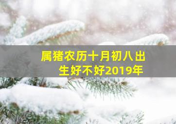 属猪农历十月初八出生好不好2019年