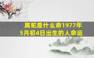 属蛇是什么命1977年5月初4日出生的人命运