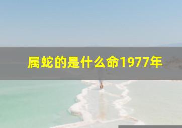 属蛇的是什么命1977年