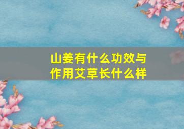 山姜有什么功效与作用艾草长什么样