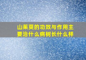 山茱萸的功效与作用主要治什么病树长什么样