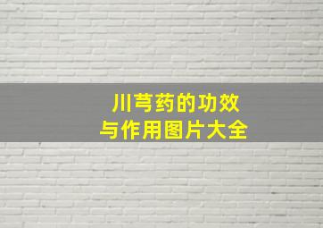 川芎药的功效与作用图片大全