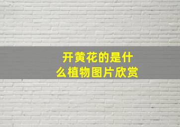 开黄花的是什么植物图片欣赏