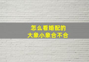 怎么看婚配的大象小象合不合