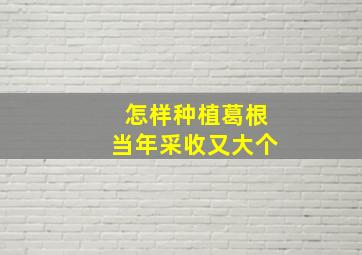 怎样种植葛根当年采收又大个