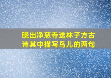 晓出净慈寺送林子方古诗其中描写鸟儿的两句