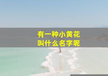 有一种小黄花叫什么名字呢