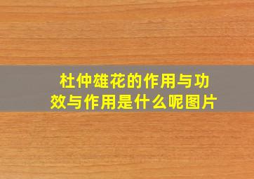 杜仲雄花的作用与功效与作用是什么呢图片