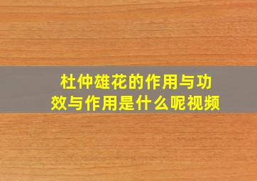 杜仲雄花的作用与功效与作用是什么呢视频