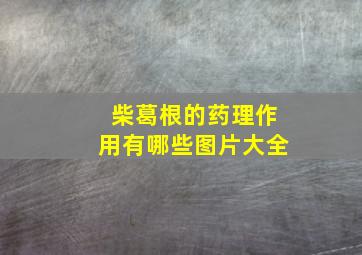 柴葛根的药理作用有哪些图片大全