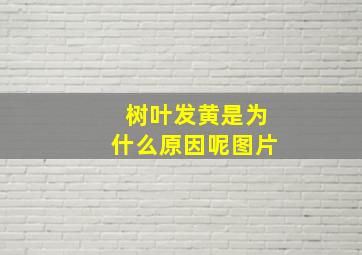 树叶发黄是为什么原因呢图片