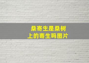 桑寄生是桑树上的寄生吗图片