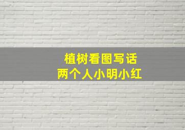 植树看图写话两个人小明小红