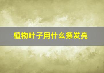 植物叶子用什么擦发亮