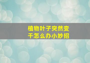 植物叶子突然变干怎么办小妙招