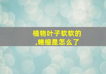 植物叶子软软的,蜷缩是怎么了