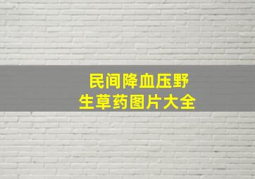 民间降血压野生草药图片大全