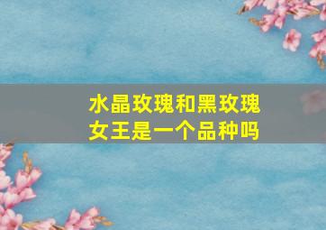 水晶玫瑰和黑玫瑰女王是一个品种吗