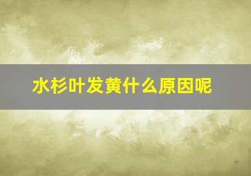 水杉叶发黄什么原因呢