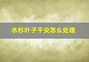 水杉叶子干尖怎么处理