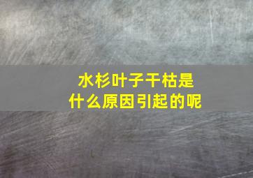 水杉叶子干枯是什么原因引起的呢