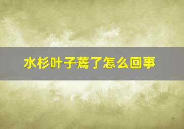 水杉叶子蔫了怎么回事