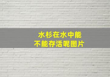 水杉在水中能不能存活呢图片