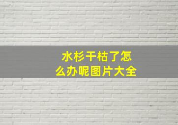 水杉干枯了怎么办呢图片大全