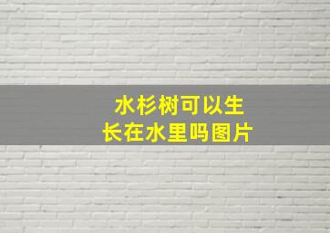 水杉树可以生长在水里吗图片