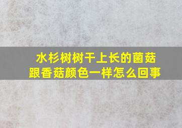 水杉树树干上长的菌菇跟香菇颜色一样怎么回事