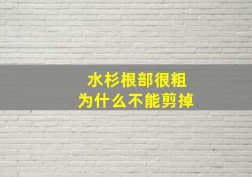 水杉根部很粗为什么不能剪掉