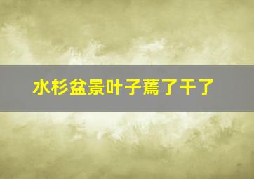 水杉盆景叶子蔫了干了