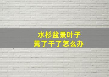 水杉盆景叶子蔫了干了怎么办